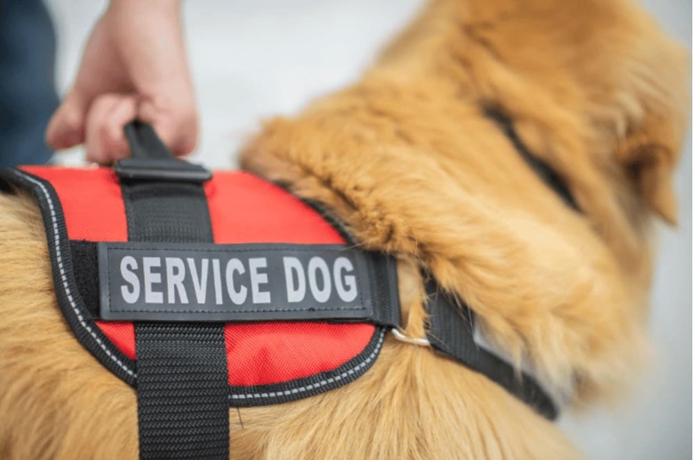 A service dog